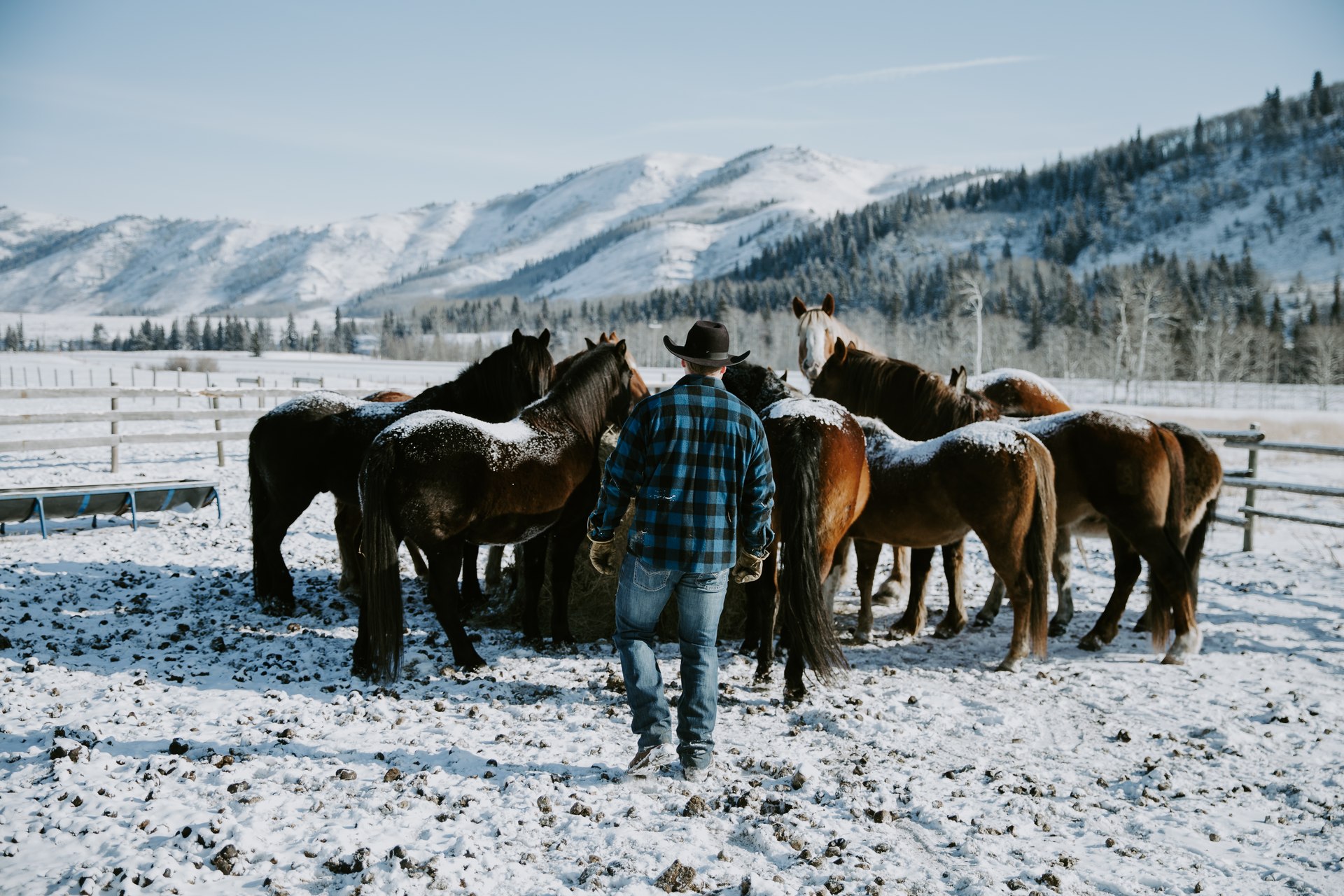 A ranch hand walking toward horses gathered in the snow